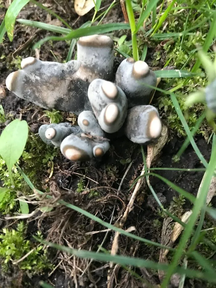 Deadman’s Fingers. Mn