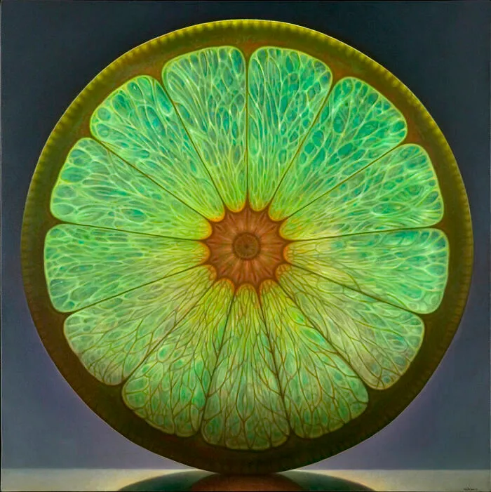 Lime Cross-Section