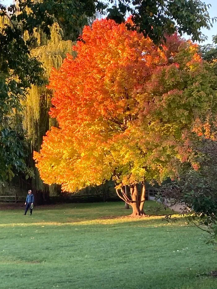 The Park Across The Street, Last Weekend