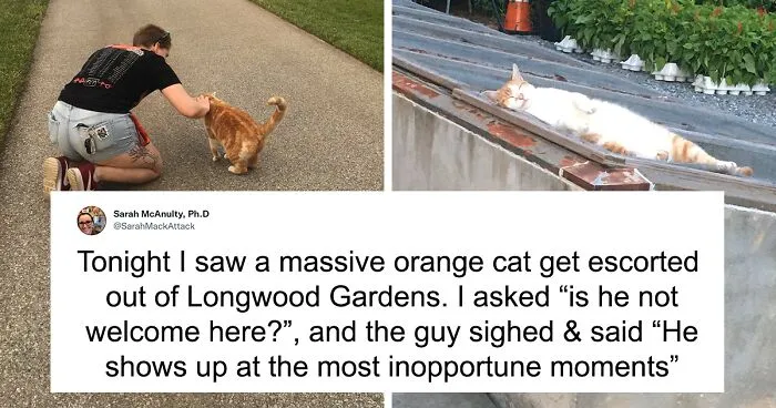 People Are Cracking Up At This Tweet In Which A Woman Tells How She Saw A Cat Being Escorted From A Botanical Garden