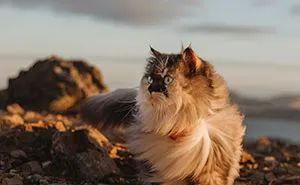 Our Certified Therapy Cat Who Loves To Go On Adventures Is Guaranteed To Make You Smile (40 Pics)