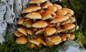 Hey Pandas, Share Photos Of Mushrooms You've Found (Closed)