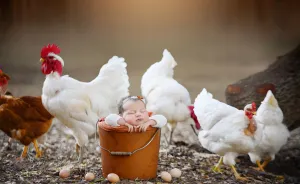 I Held A Newborn Photoshoot On A Family Farm With The Farm Animals, And Here Are The Results (6 Pics)