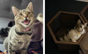 My Kitties Make Me So Happy (5 Pics)