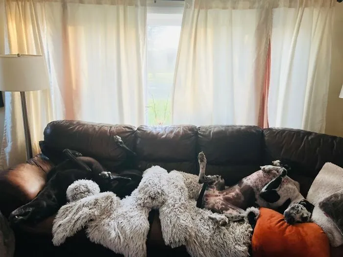 Double Derps