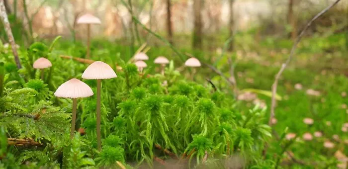 Tiny Fairy World