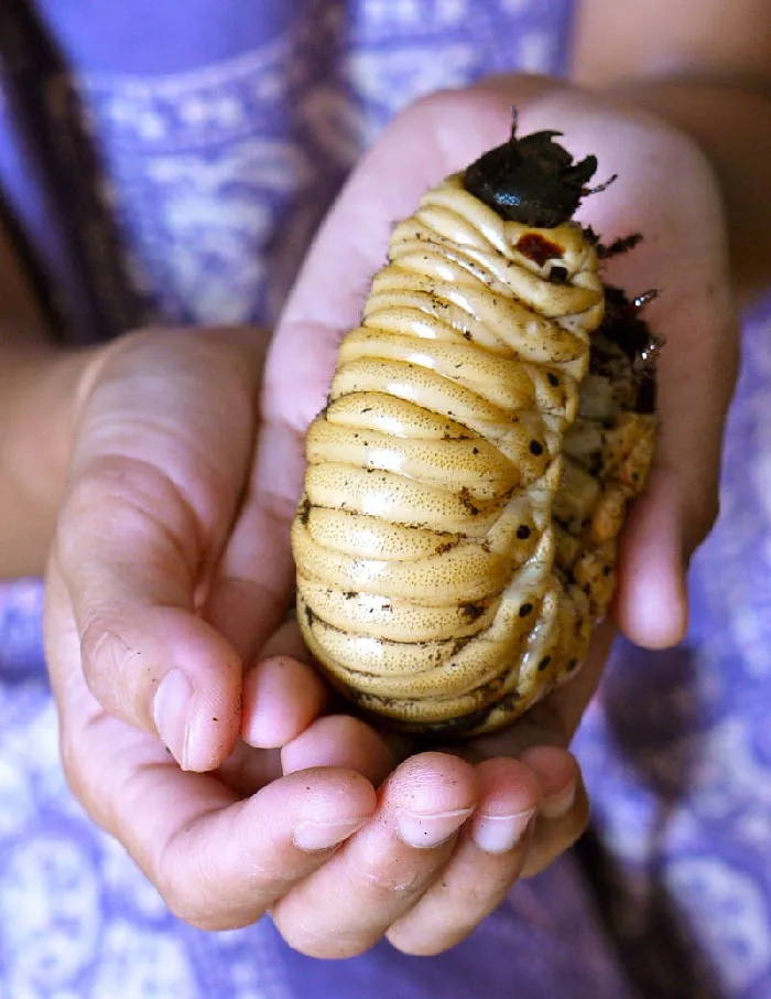 "Today I Learned": People Share 40 New Curious Facts You Can Learn Today Too (New Pics)