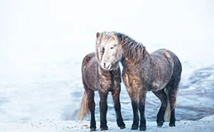 I Am A Photographer Who Traveled Iceland In Winter To Capture Beautiful Animals (15 Pics)