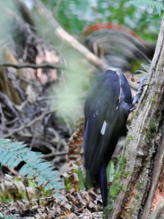 Pájaro carpintero en acción