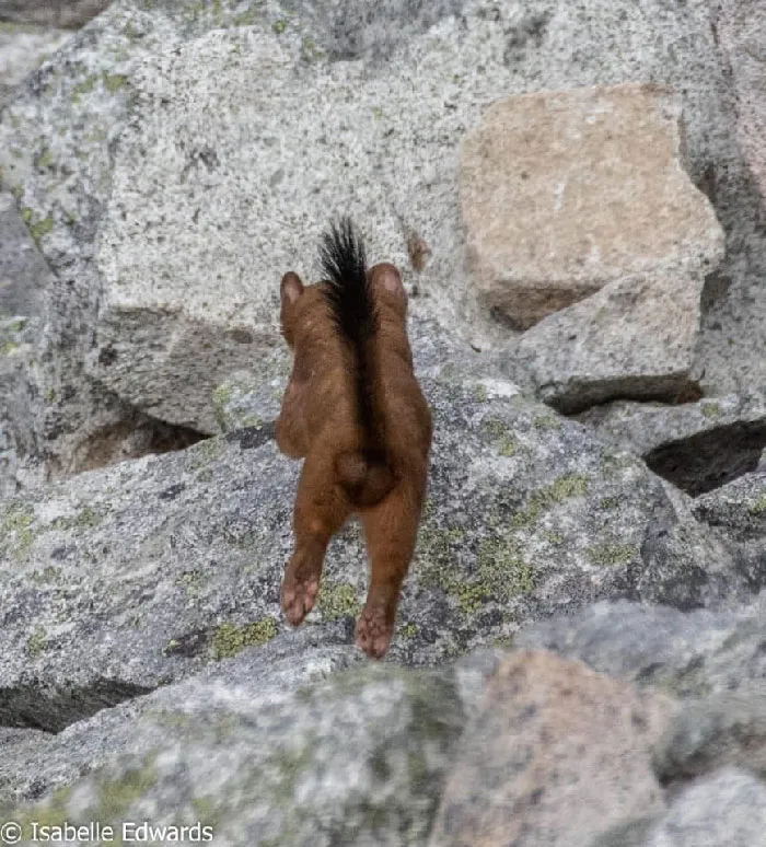 Por fin vi una comadreja, pero al verme se dio la vuelta y salió corriendo, así que solo veis sus pelotas en la foto