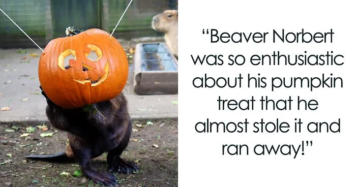 We Photographed Zoo Animals Wearing Pumpkins, And The Result Might Make You Smile