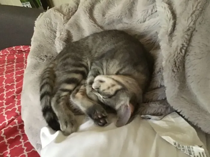 My Kitten Sleeping ♥️