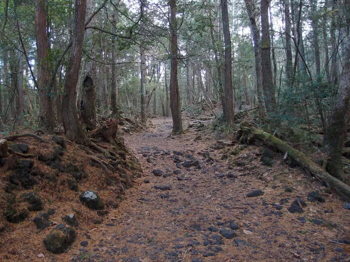 Aokigahara Forest, Japan