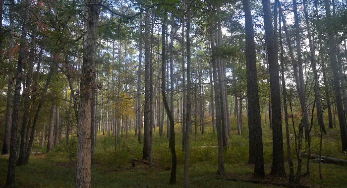 the middle of the forest