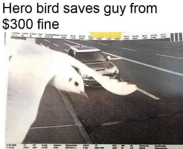 Animal Memes And Tweets For The Soul