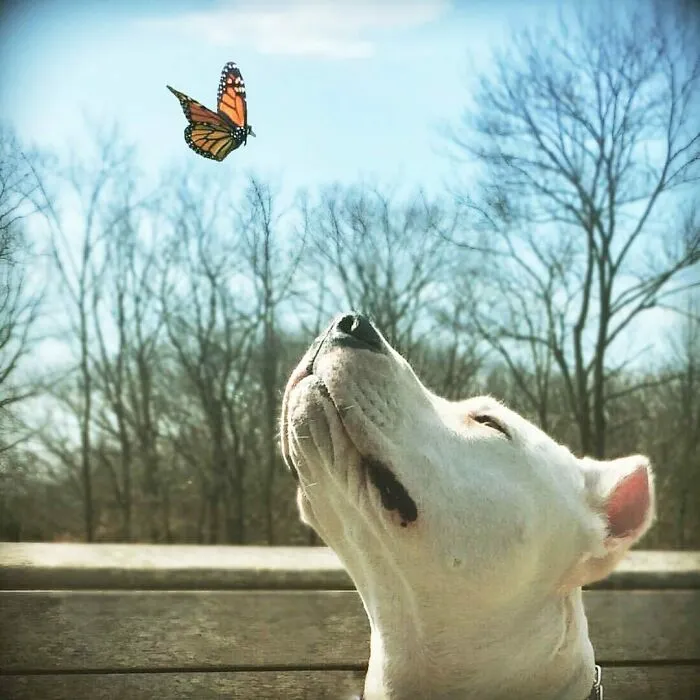 Dog looking at a butterfly