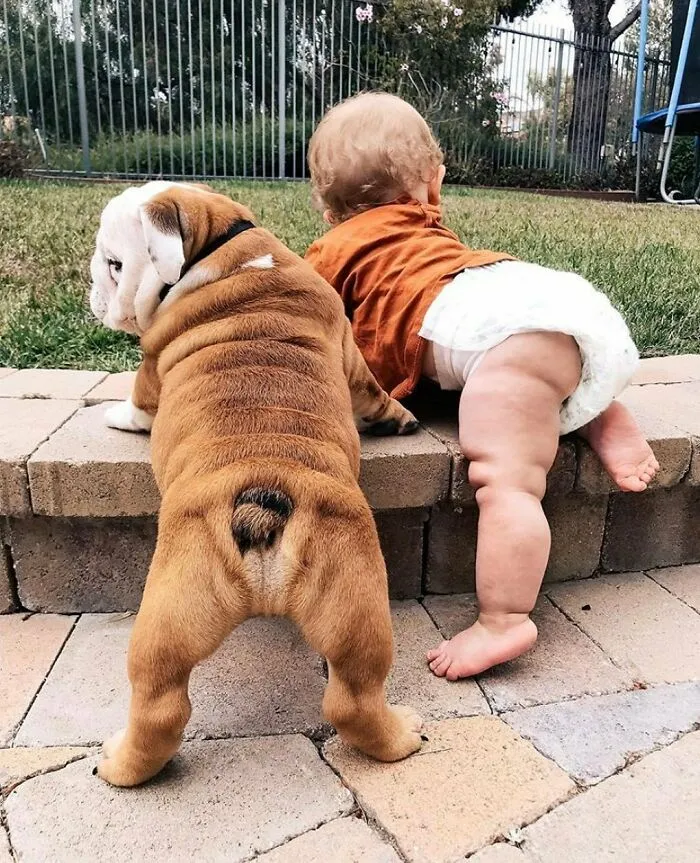 Dog And A Baby