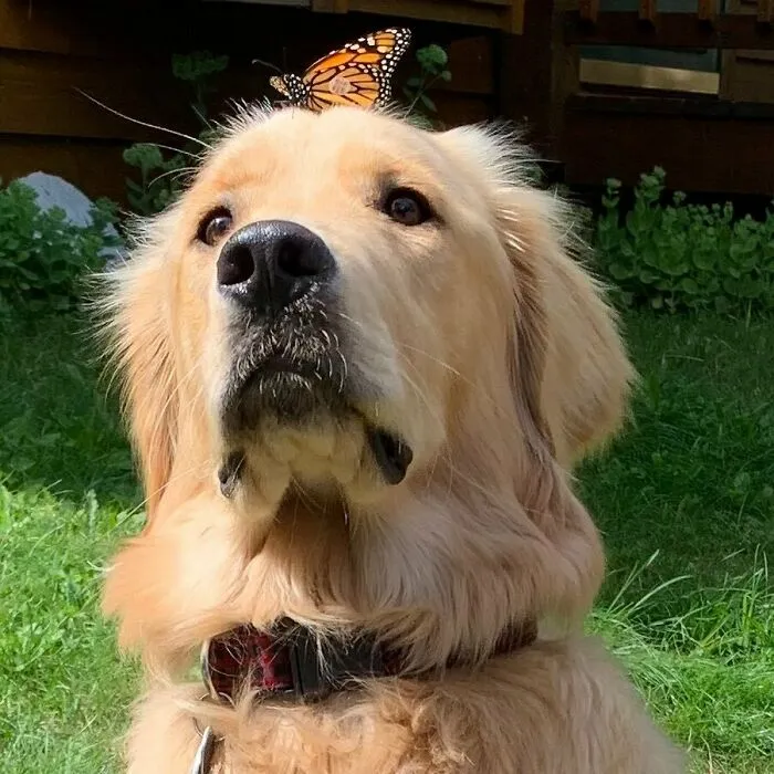 Dog with a butterfly on his head