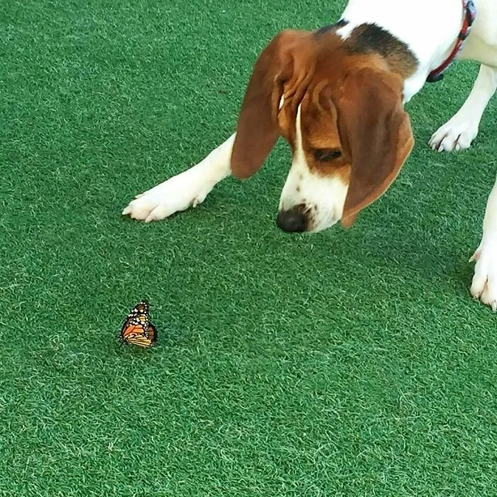 Dog looking at a butterfly
