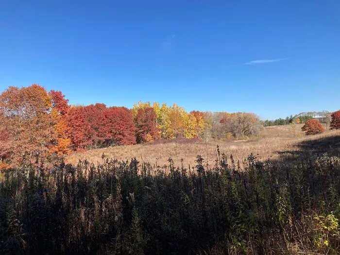Autumn Leaves