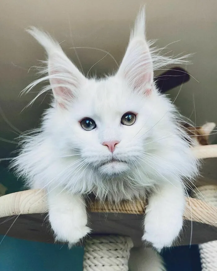El milagro blanco
