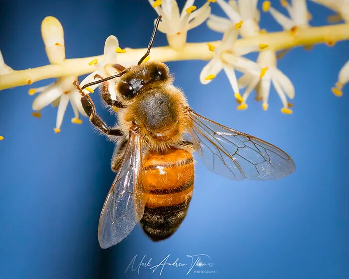 Honey Bee