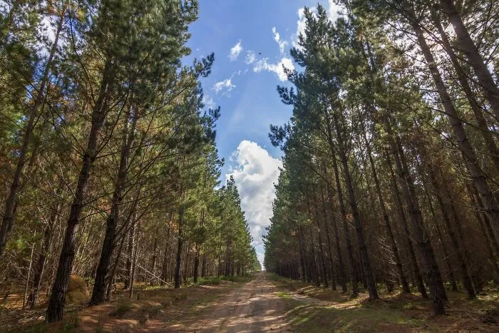 straight path between a pine trees