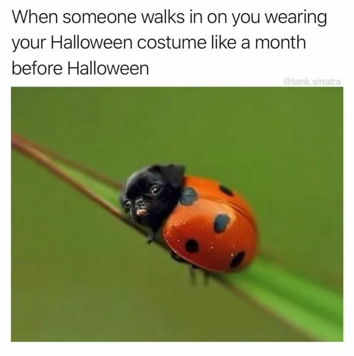 In Honor Of Halloween, Here Are 50 Hilarious And Spooky Pics And Memes
