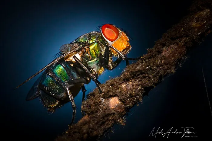 A Green Bottle Fly