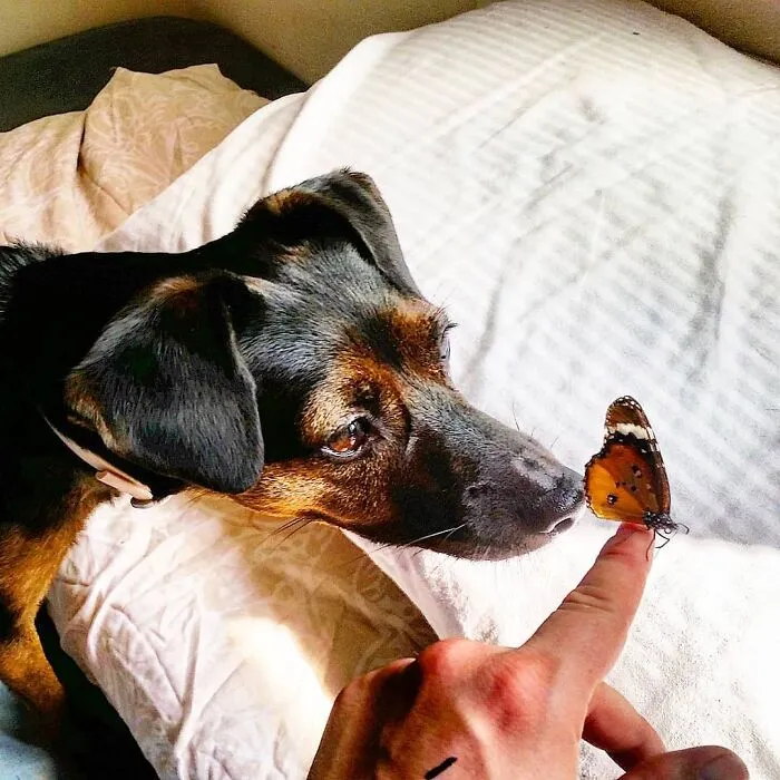Dog sniffing a butterfly