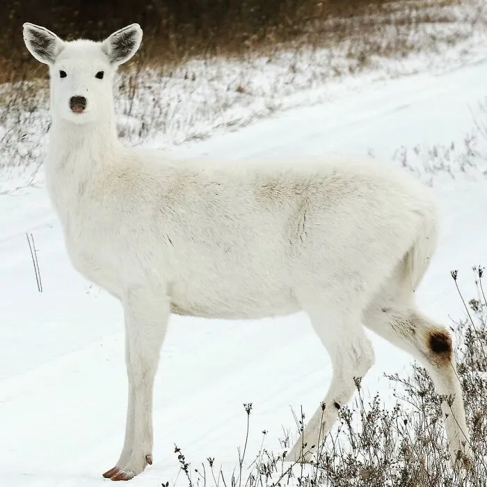 Seneca White Deer
