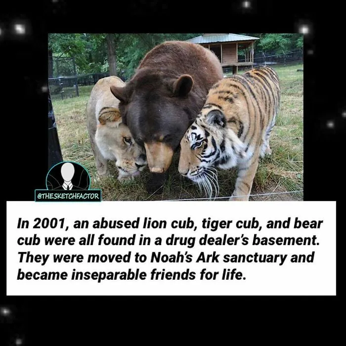 Unlikely Besties Forever
