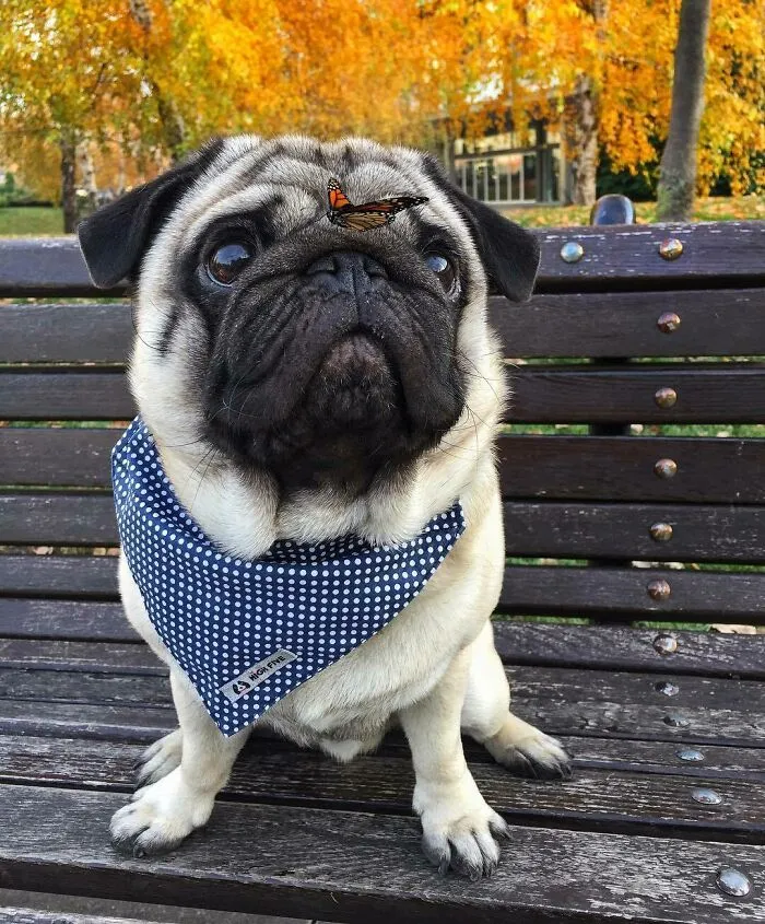 Dog with a butterfly on his face
