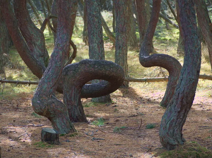 bendings trees trunks