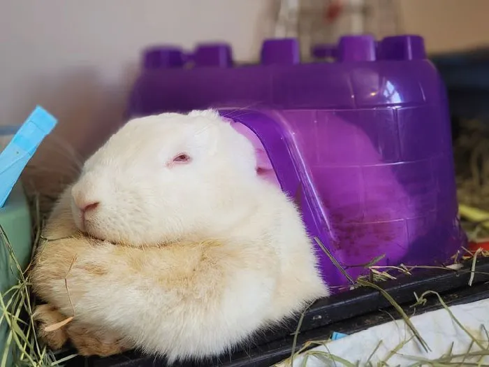 This Fluffy Turd Decided That Having Acces To The Whole Apartment Was Not Quite Enough