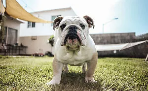 I Made The List Of Dogs For The People Staying In An Apartment With Less Space (12 Pics)