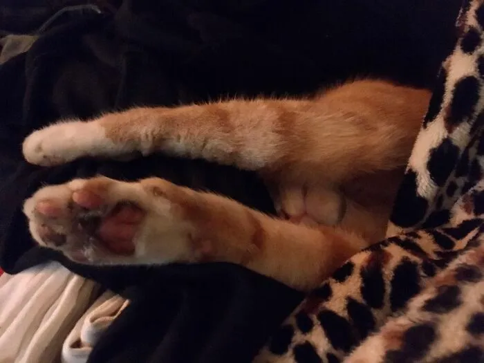 Oh Milocat, It’s Tough To Choose Only One