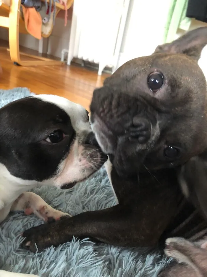 You Really Had To Scratch Your Ear Now?