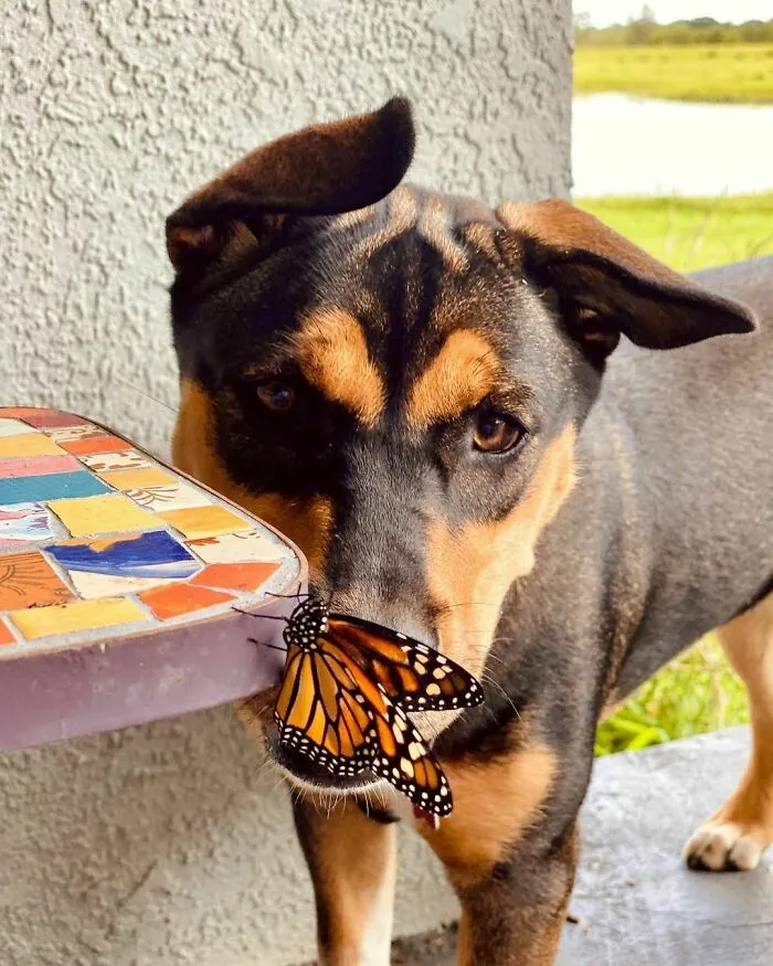 Dog playing with a butterfly