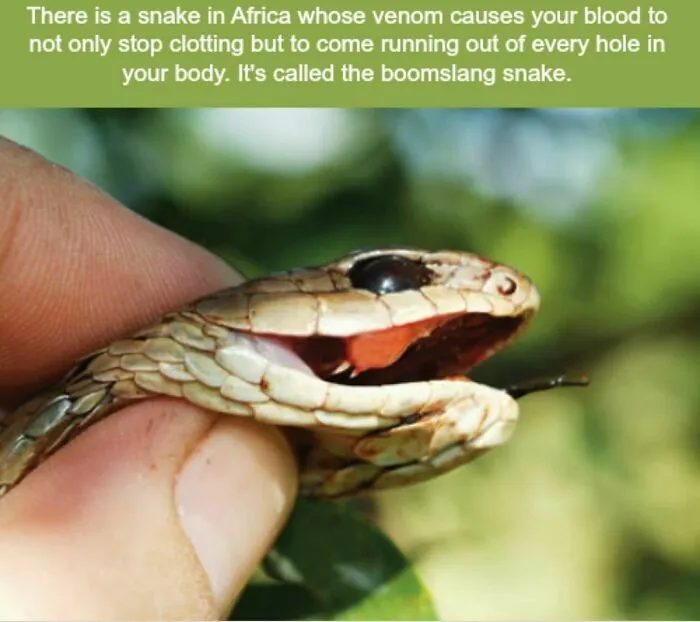 Close-up of a boomsang snake held between fingers illustrating creepy facts about venom and blood clotting effects.