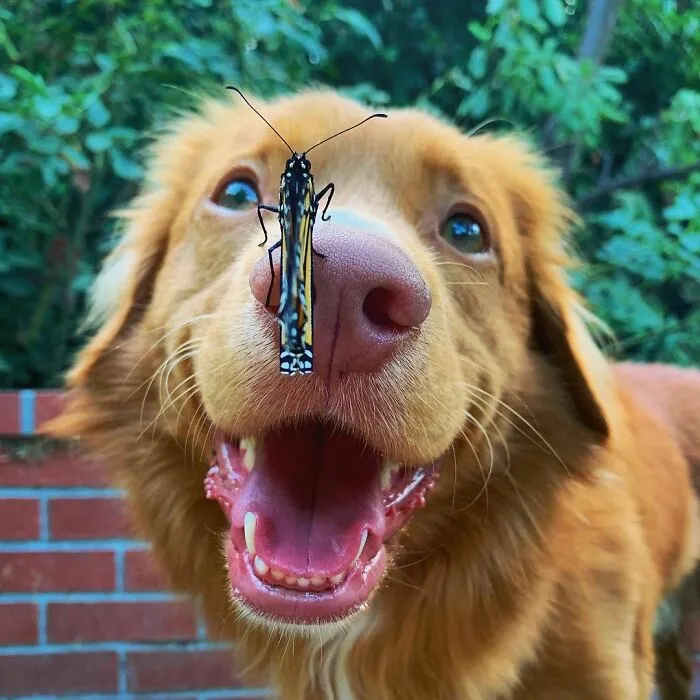 Dog with a butterfly on his face