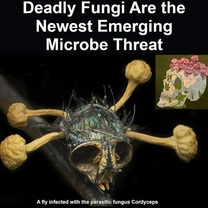 Skull with deadly fungi growing from it alongside a fly infected by parasitic Cordyceps fungi in creepy facts context.