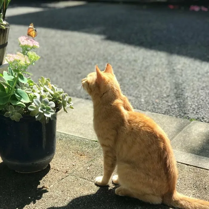Cat looking at a butterfly
