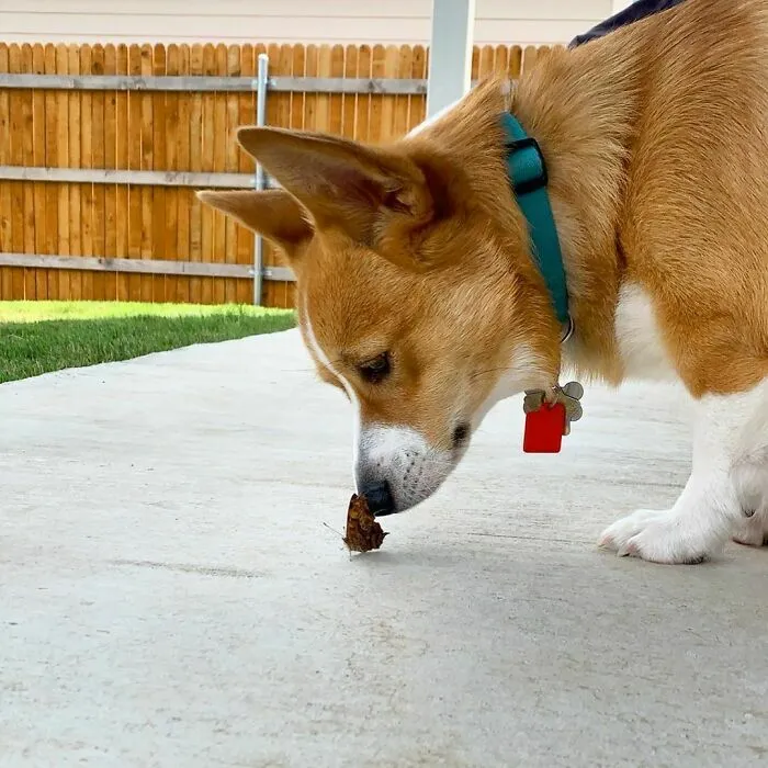 Dog sniffing a butterfly