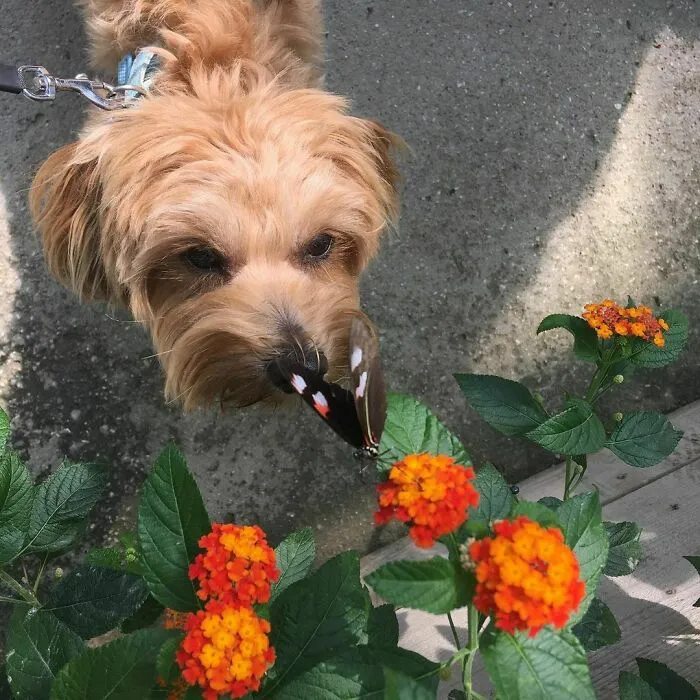 Dog looking at a butterfly