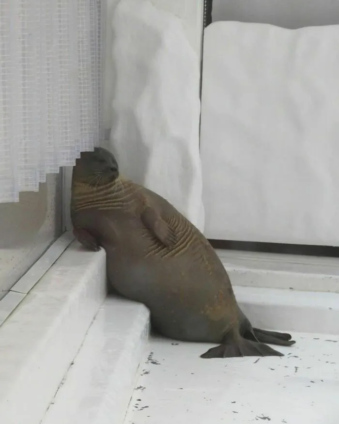 50 Hard To Explain But Impossible Not To Love Animal Pics, As Shared By This IG Page (New Pics)