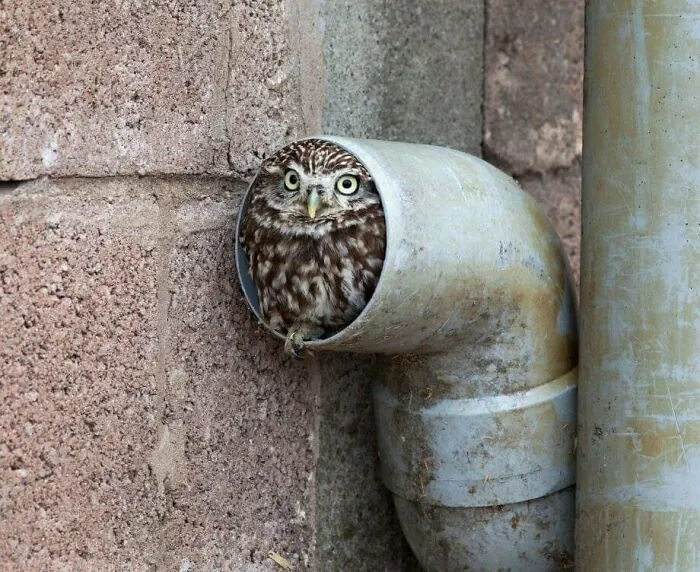 50 Adorables fotos de animales a las que cuesta encontrar explicación (nuevas imágenes)
