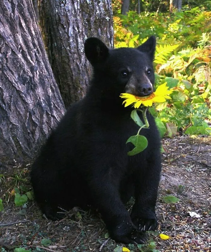 50 Adorables fotos de animales a las que cuesta encontrar explicación (nuevas imágenes)