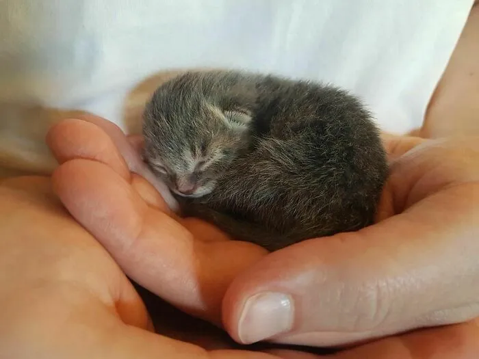 50 Adorables fotos de animales a las que cuesta encontrar explicación (nuevas imágenes)