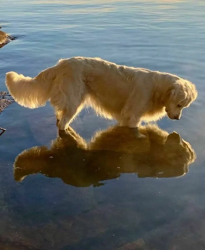 50 Adorables fotos de animales a las que cuesta encontrar explicación (nuevas imágenes)